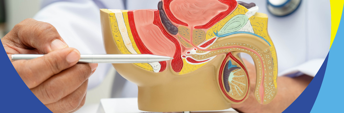 Terapia Combinada con Doxazosina y Finasterida en el Tratamiento de la Hiperplasia Prost&aacute;tica Benigna (HPB)